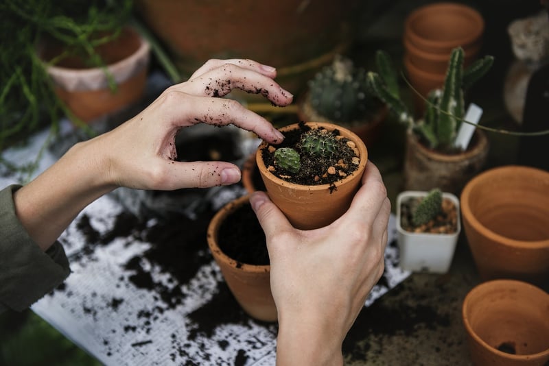 Fall Planting