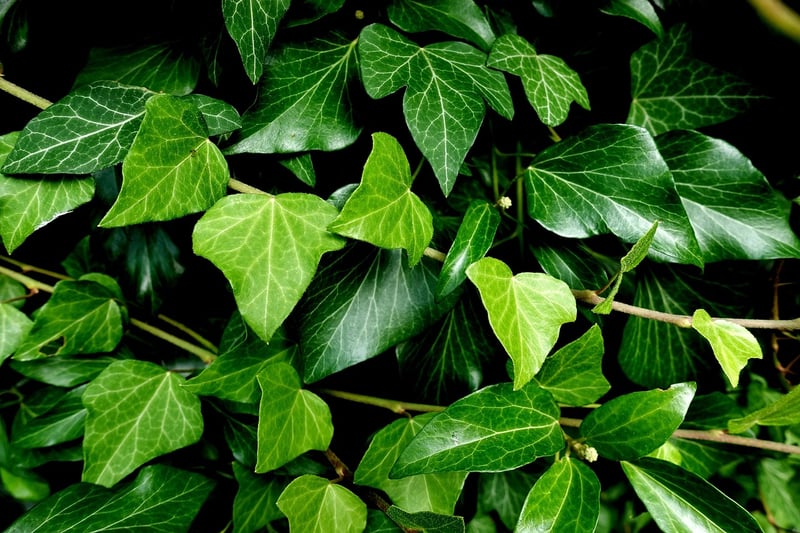 Ivy climbing on a wall