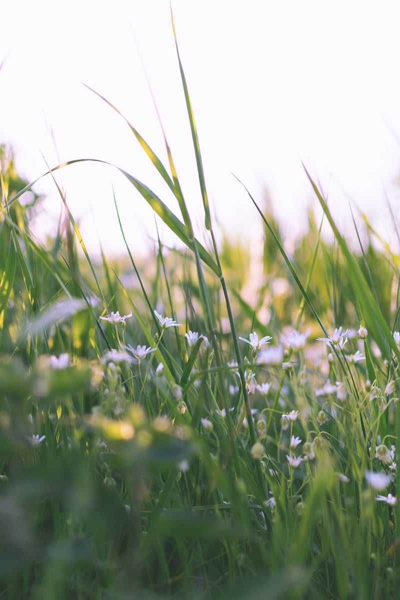 Plant receiving sunlight