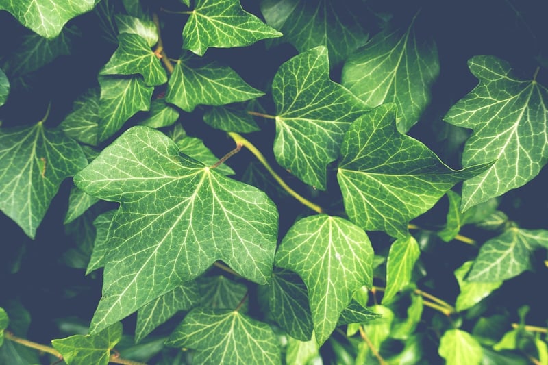 Plants on shelves